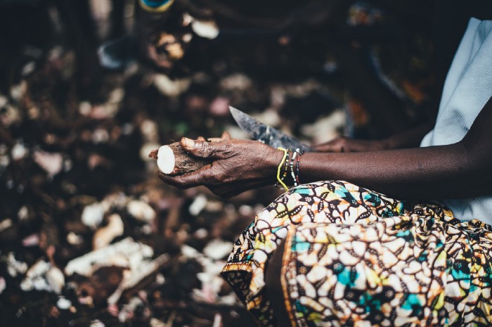 Banned Cassava — the cyanide laced vegetable eaten by 700 million people 1