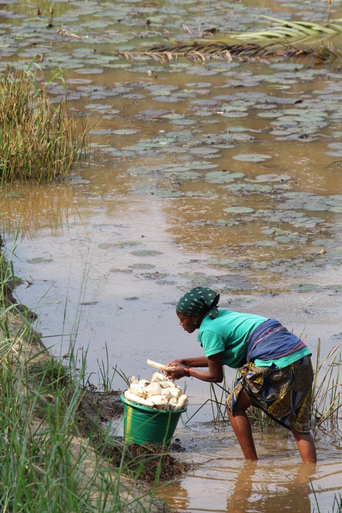 Banned Cassava — the cyanide laced vegetable eaten by 700 million people 2