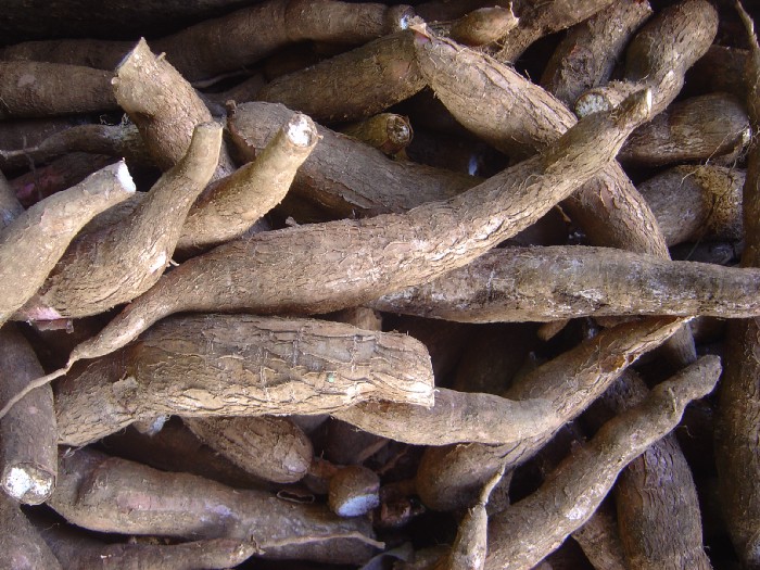 Banned Cassava — the cyanide laced vegetable eaten by 700 million people 3