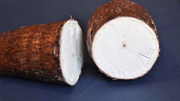 Banned Cassava — the cyanide-laced vegetable eaten by 700 million people